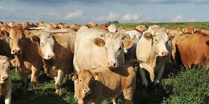 _antialias_921f4176-2afc-11e1-baf3-0030483492b6_cc9878726ddd8b86a8f313b9897632ed